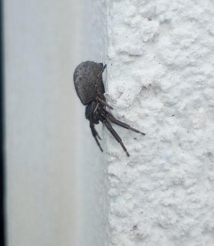 Xysticus_sl sp.